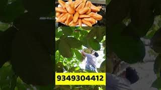 https://i.ytimg.com/vi/-2pSYwYKfkw/hqdefault.jpg
