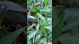 https://i.ytimg.com/vi/KHZxbJ54xKg/hqdefault.jpg