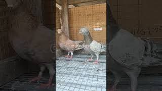 https://i.ytimg.com/vi/PWgs0q6Azsc/hqdefault.jpg
