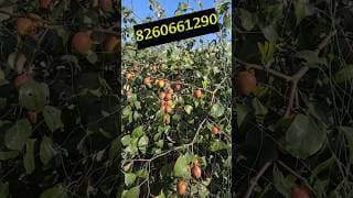 https://i.ytimg.com/vi/YH5Rx2A9GMs/hqdefault.jpg