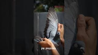 https://i.ytimg.com/vi/l61hb6Vj1Pg/hqdefault.jpg
