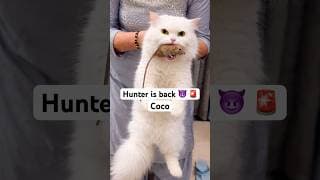 https://i.ytimg.com/vi/p50FxTjNHFs/hqdefault.jpg