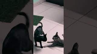 https://i.ytimg.com/vi/smMAlQN1eAs/hqdefault.jpg