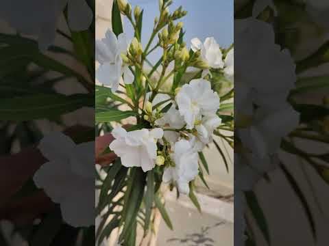 Recent post by Nature Gardener