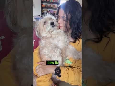 Recent post by UMA vlogs