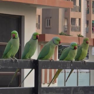DailyBirdFeeding