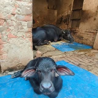 Shivansh Dahiya🌪️