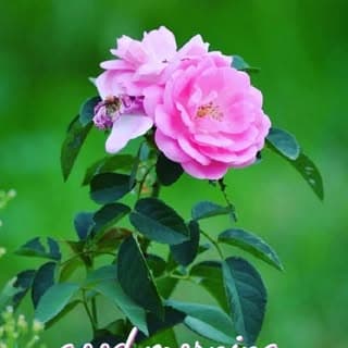 Athulya athu