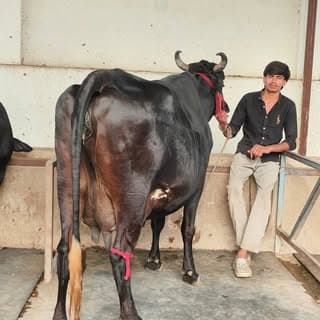 Shree Shyam Dairy Farm