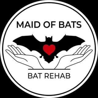 Maid of Bats | Bat Rehabilitation & Conservation