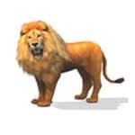 Jungle Animals Stories Extra