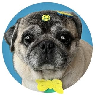 Riqueza Pug
