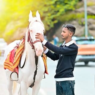 hourse_ video_ ajmer