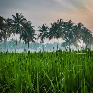 Amalapuram || Konaseema 🌴📸🎥