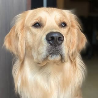 LEO || Golden Retriever 🦮