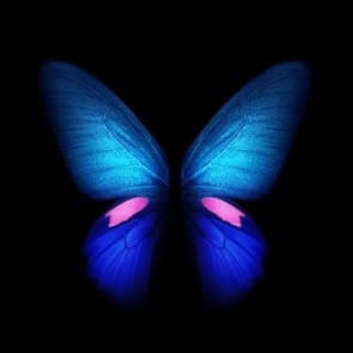 butterfly_bytes🦋