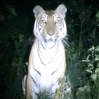 Jungle Retreat Wayanad
