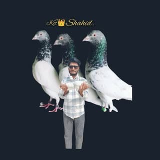 kct.pegion.king?️?️??