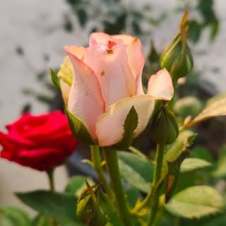 GardeningWithGaurav