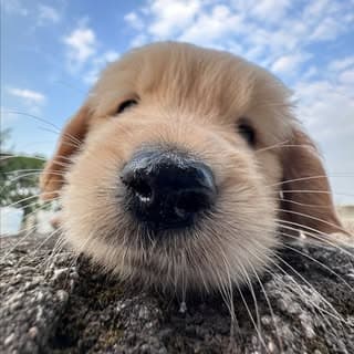 Mili | Golden Retriever