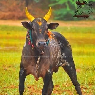 ?மஞ்சுவிரட்டு காப்போம்?