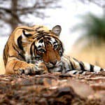 Ranthambore National Park