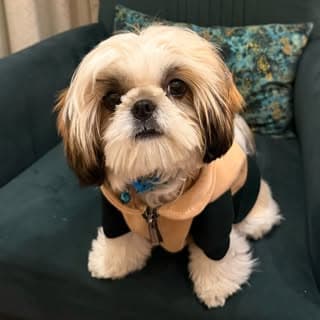 LAILA | Your Stress Buster 🐶