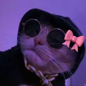 Pet Music Videos