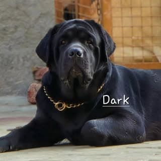 SaWant's Labradors