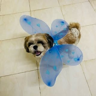 Simba