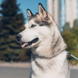 Хаски Юки из Самары