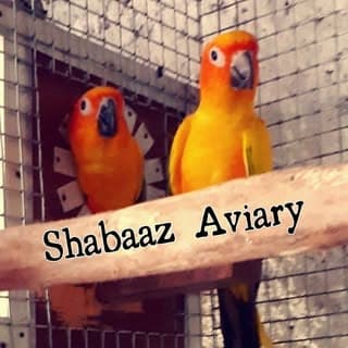 𝗦𝗵𝗮𝗯𝗮𝗮𝘇_𝗔𝘃𝗶𝗮𝗿𝘆 🦜