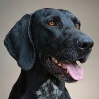 Simba | German Shorthaired Pointer