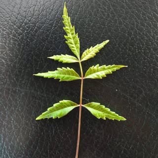 Ayurved Nature