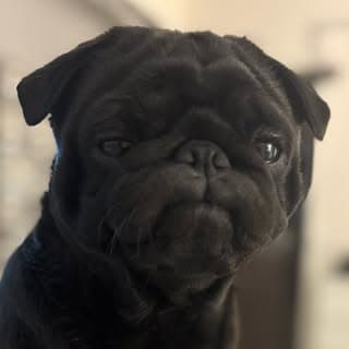 DOBBY | The Black Pug
