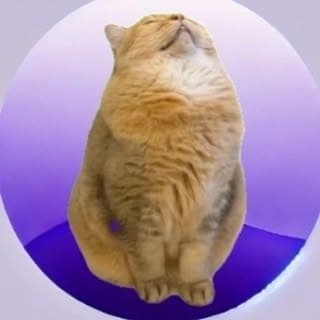 Cat Memes Shorts