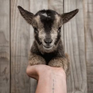 Goat Fusion