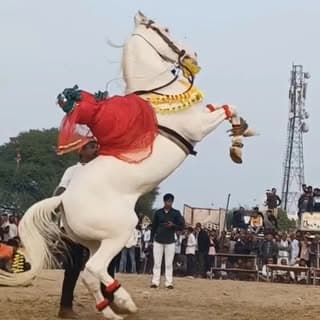 D D Shekhawati Studio